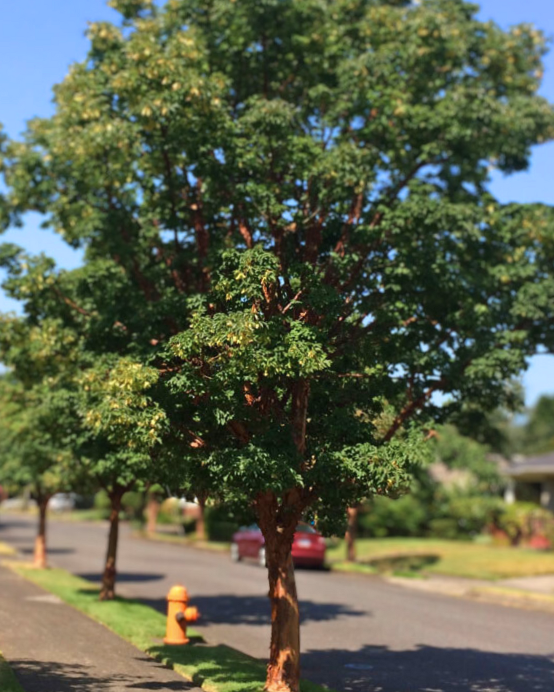 A row of mature Paperbark Maple trees on a parkway with dark green leaves complemented by cinnamon colored bark.